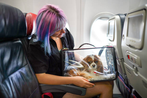 Best Airline to Travel With Pets